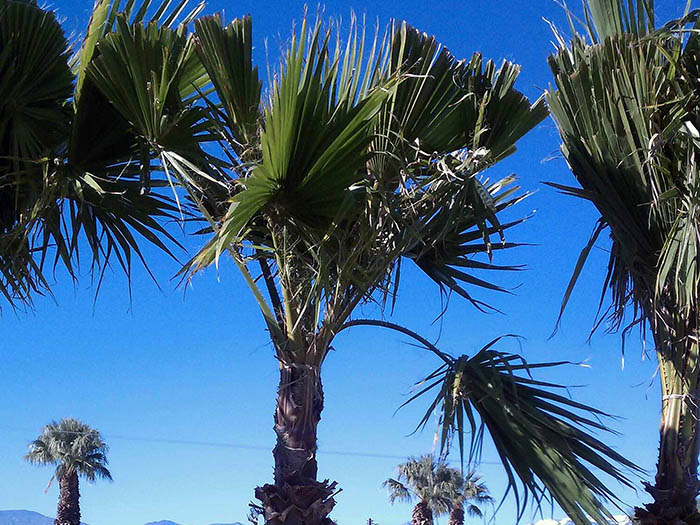 Washingtonia robusta (Mexican fan palm)